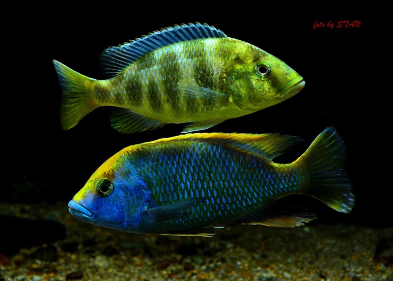 Nimbochromis venustus
